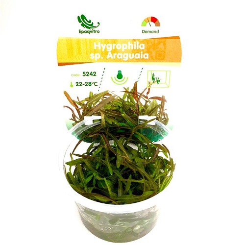 Hygrophila sp. araguaia in einen cup